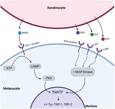 Melanocyte-keratinocyte cross-talk in vitiligo